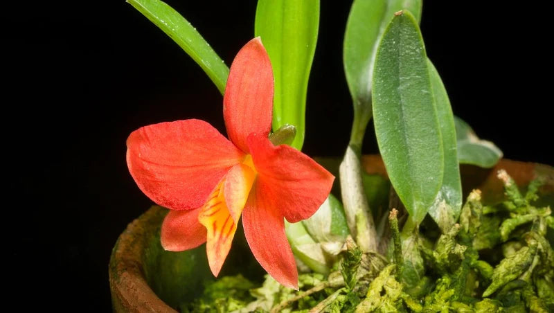 Claessen Orchids & Plants