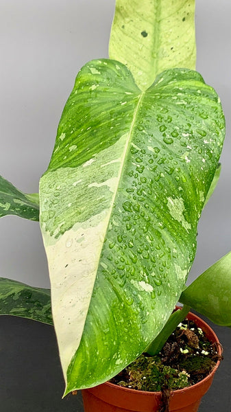 philodendron jose buono pflege Philodendron Jose Buono (3-4 Leaves)