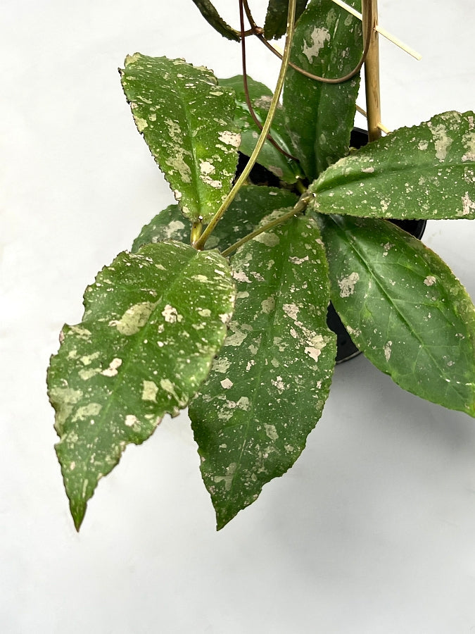 Hoya undulata (2 Leaf Cutting With Stem)