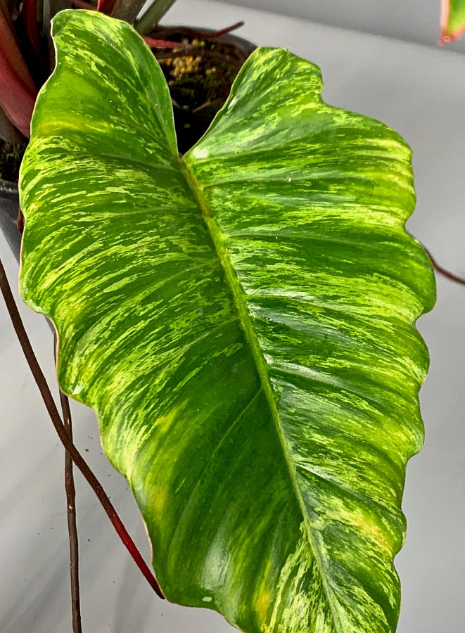 Philodendron Caramel Marble (Camouflage)