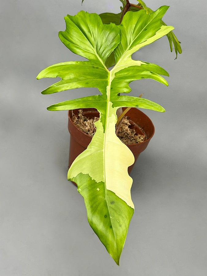 Philodendron "Golden Dragon" variegated albo