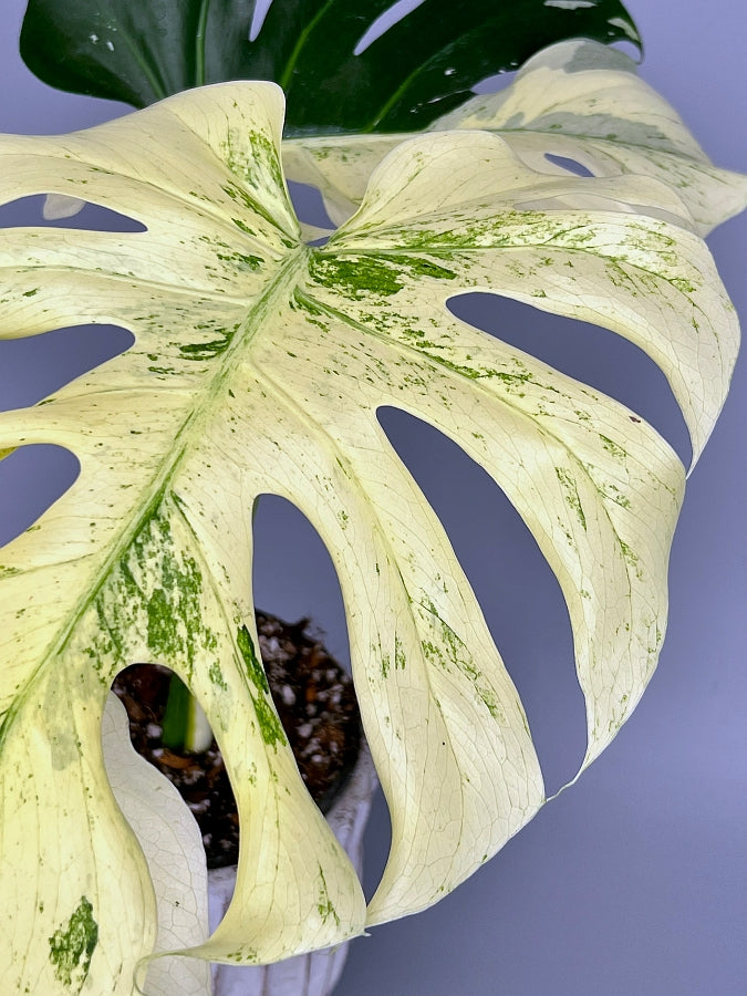 fensterblatt monstera deliciosa bunt Monstera Full Mint deliciosa borsigiana Variegata