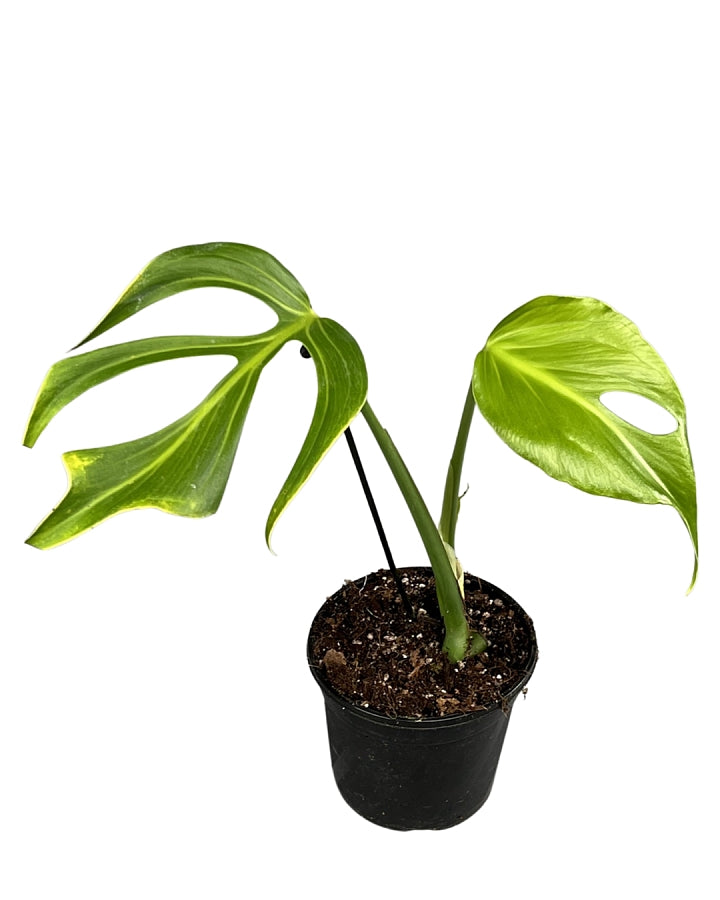 monstera burle marx variegated Monstera 'Burle Marx Flame' Small 1 leaves' (Young plant)