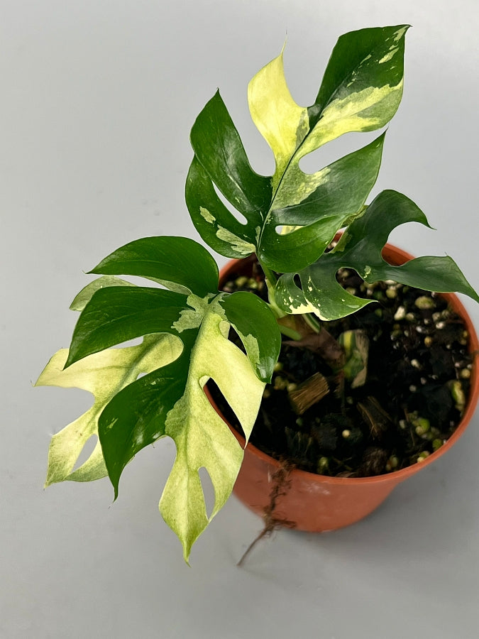 Monstera minima variegated albo (3/5 leaves)