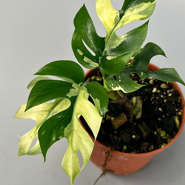 philodendron pflanze Philodendron Ring of Fire ca. 30 cm – Bunter Baumfreund Zimmerpflanze,  seltene Grünpflanze, pflegeleicht & luftreinigend