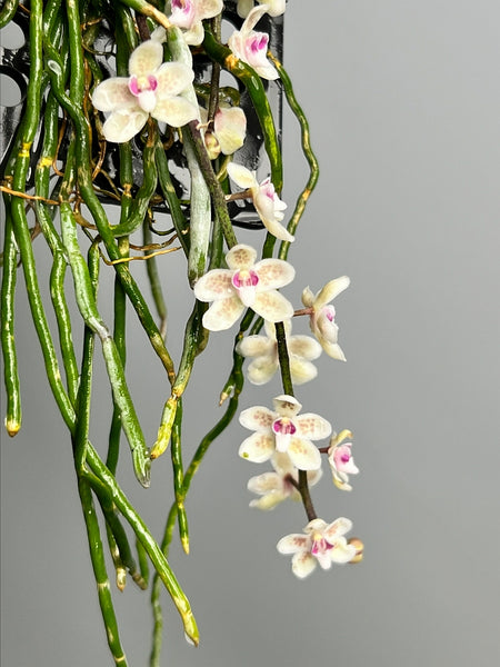 chiloschista parishii var sakura コルク原種 sized_img_7834_grande.jpg?v=