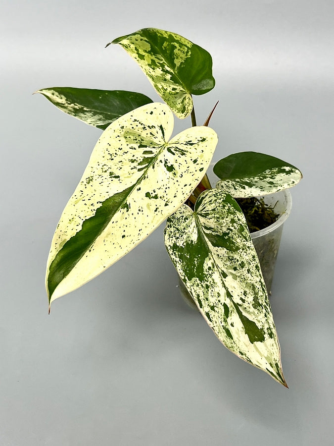 Philodendron ilsemanii (3/4 Leaves) Highly Variegated