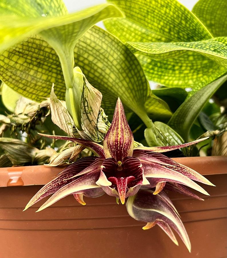 Bulbophyllum reticulatum (Cutting 1 Leaf)