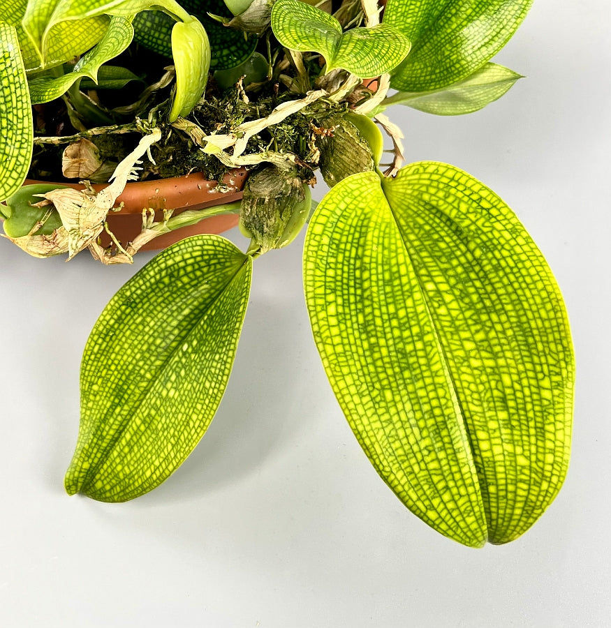 Bulbophyllum reticulatum (Schnitt 1 Blatt)