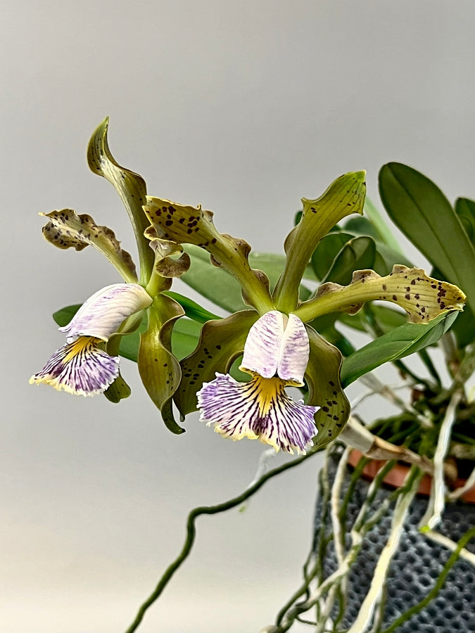 Cattleya schilleriana var.coerulea