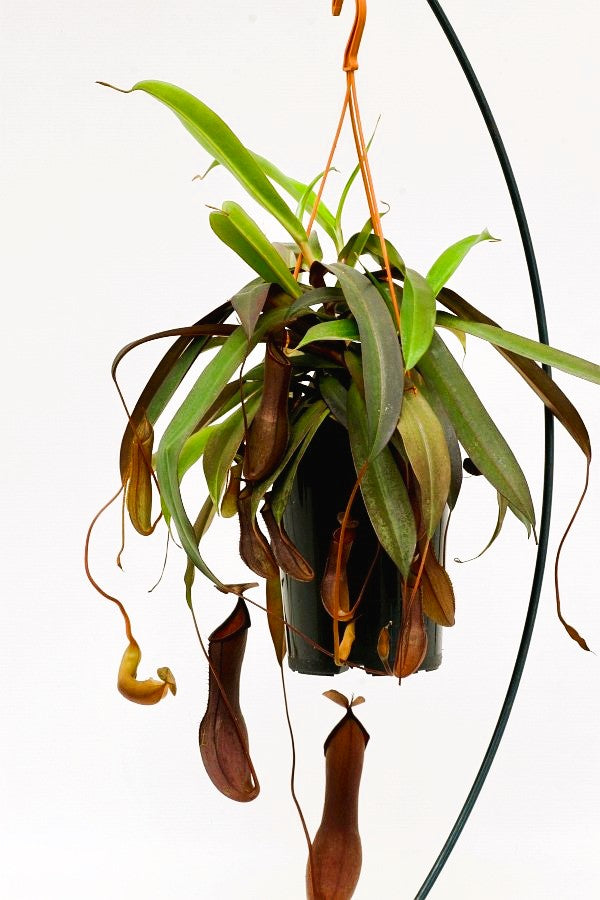 Nepenthes sanguinea "Big Plant"