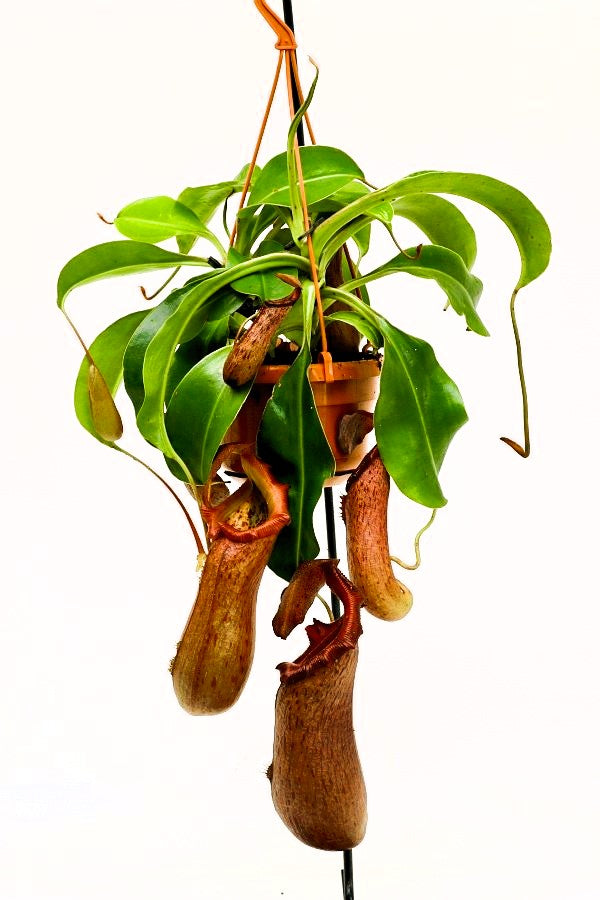 Nepenthes St. Pacificus (x ventricosa x insignis) "Big Plant"