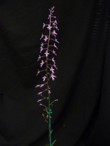 Stenoglottis longifolia (Big Plant)