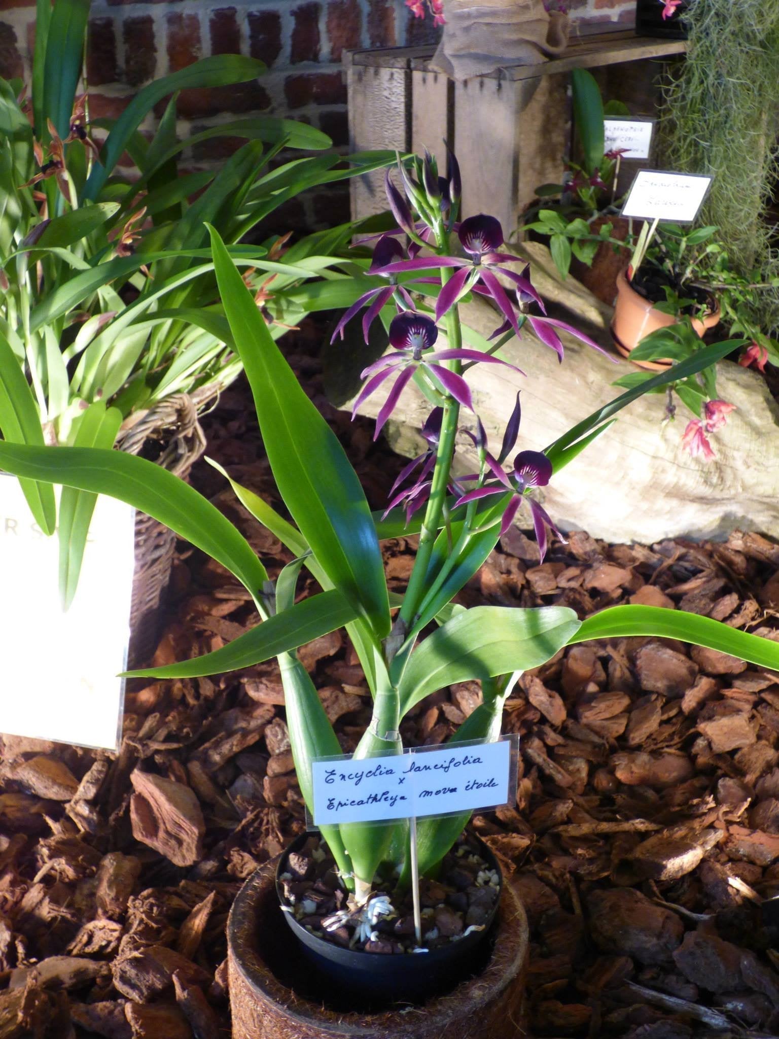 Encyclia lancifolia x Epicattleya Miva Etoile (Big Plant)