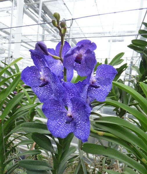 blue orchid flower seeds Vanda Blue Magic SS1