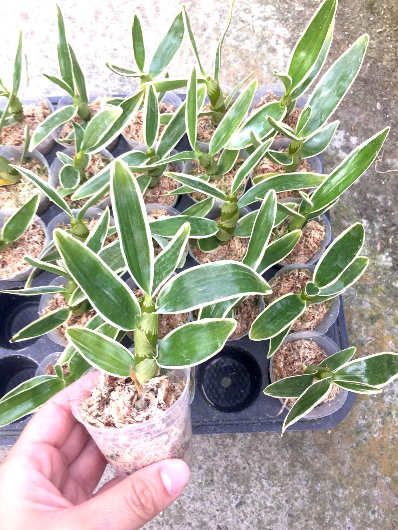 Dendrobium nobile "Variegata"