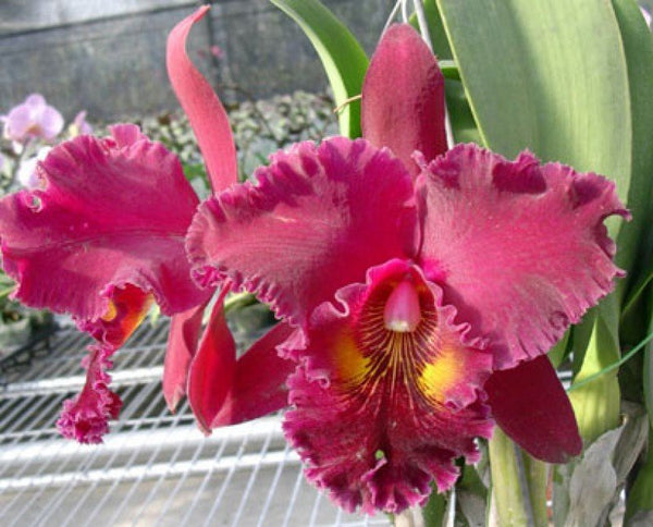 Blc. Chia Lin 