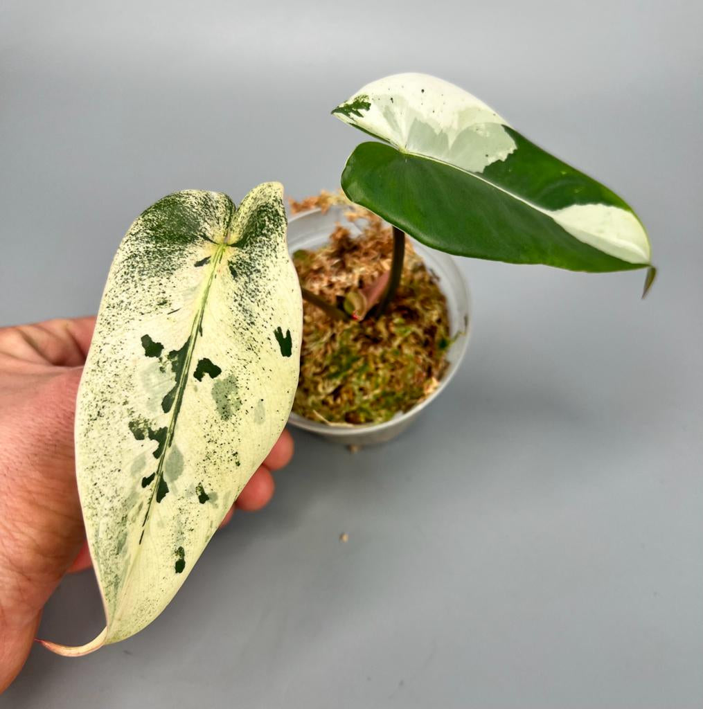 philodendron imbe variegata for sale Philodendron ilsemanii (2 Leaves) Highly Variegated