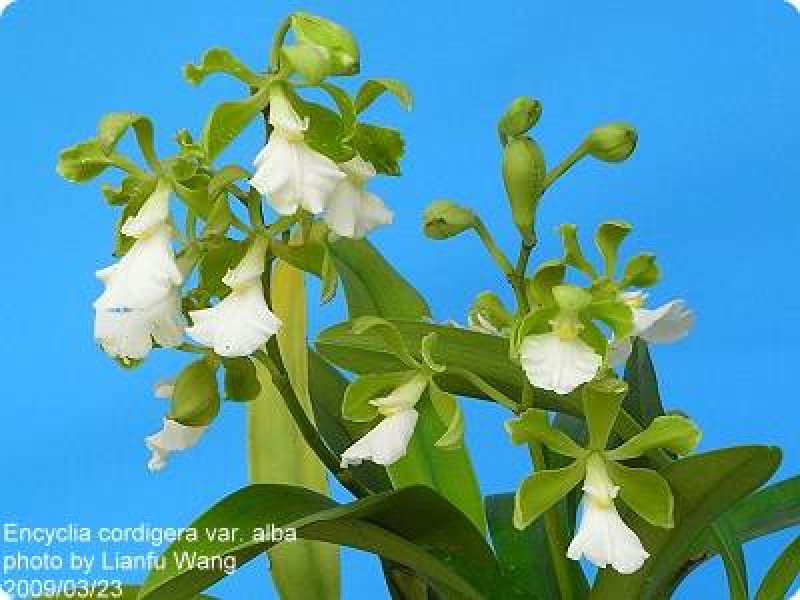 Encyclia cordigera alba "Big Plant"