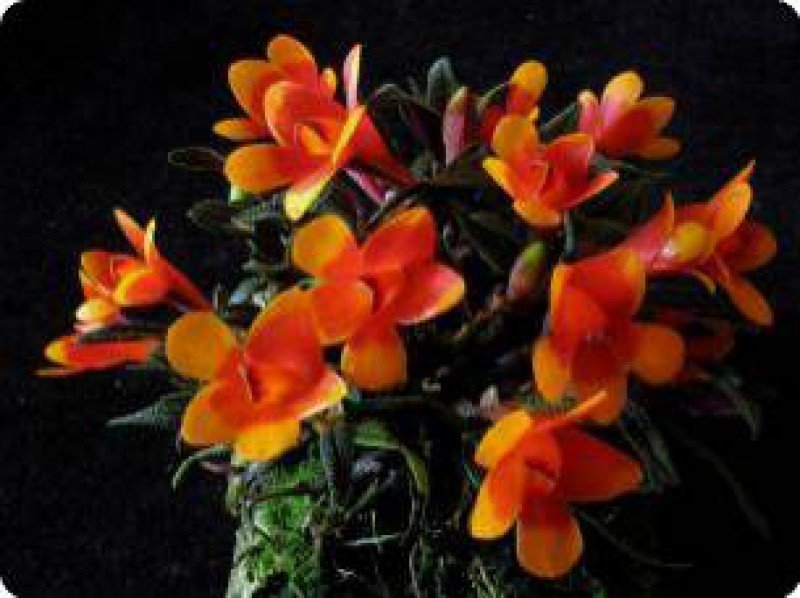 Dendrobium cuthbersonii "Bicolor" "Big"