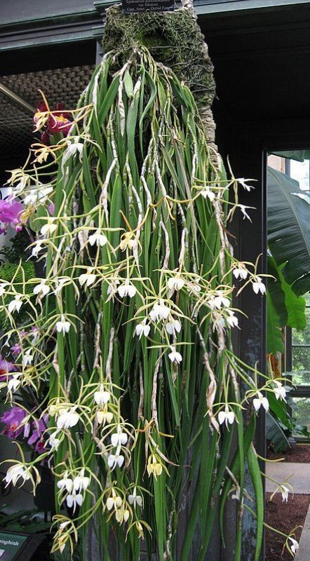 Epidendrum parkinsonianum (stem cutting)