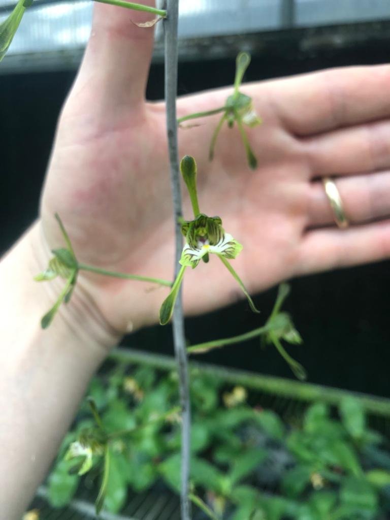 orchids snake plant Oeceoclades spathulifera (Snake Orchid) Big Plant