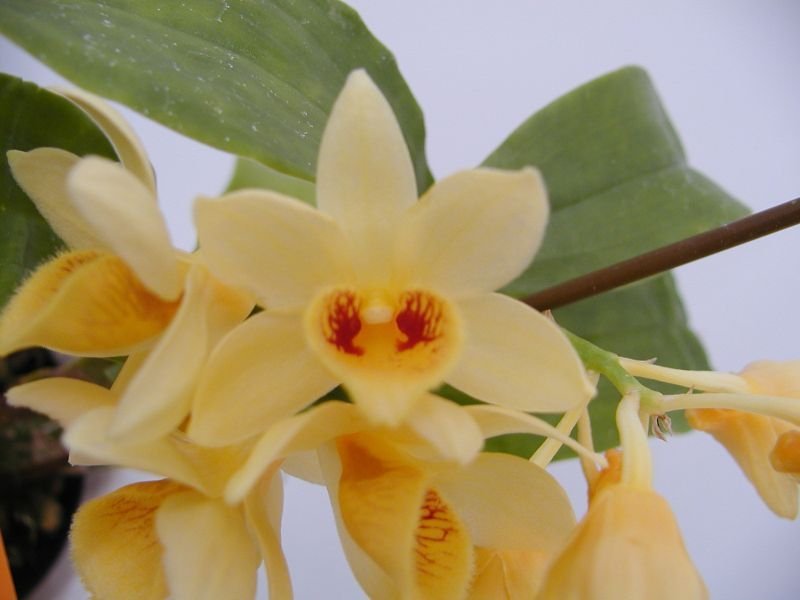 Dendrobium lamellatum