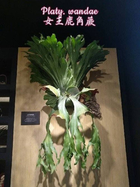 Platycerium wandae