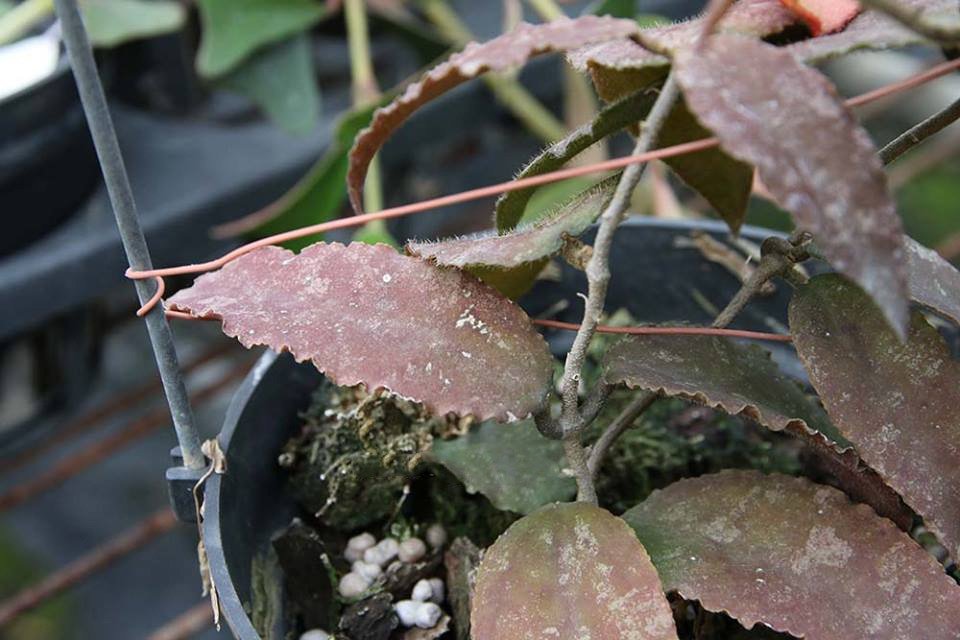 Hoya caudata "Silver Stains" Big Plant