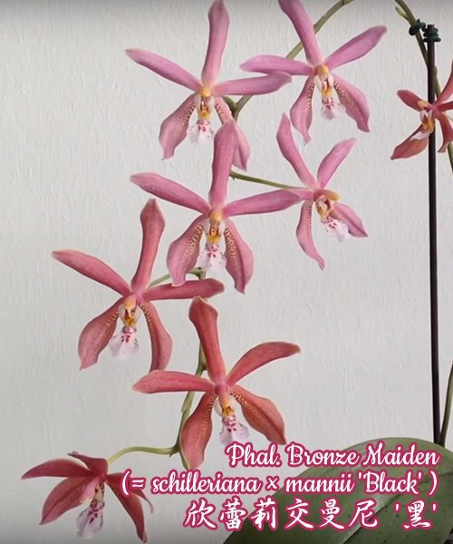 Phalaenopsis Bronze Maiden 欣蕾莉交曼尼 '黑' (Phal. schilleriana x Phal. mannii "Black")