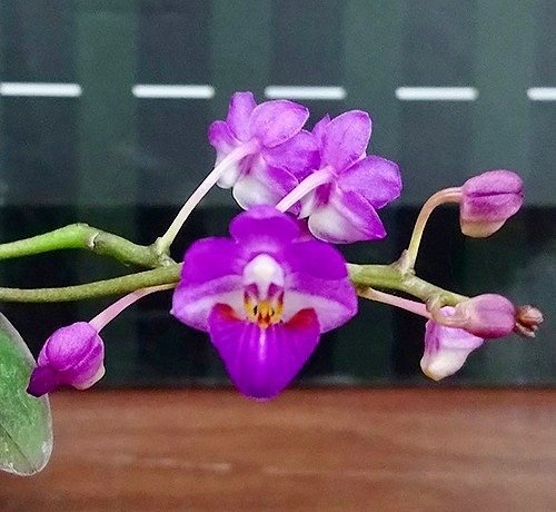 Phalaenopsis San Shia Appendo (Phal. appendiculata x Phal. pulcherrima)