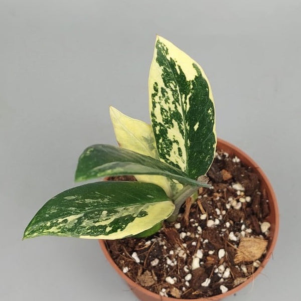 Zamioculcas zamiifolia variegata (4 Leaves Cutting)