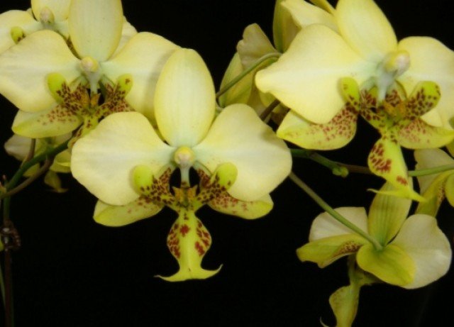 Phalaenopsis stuartiana var. nobilis x Phalaenopsis stuartiana "Yellow"