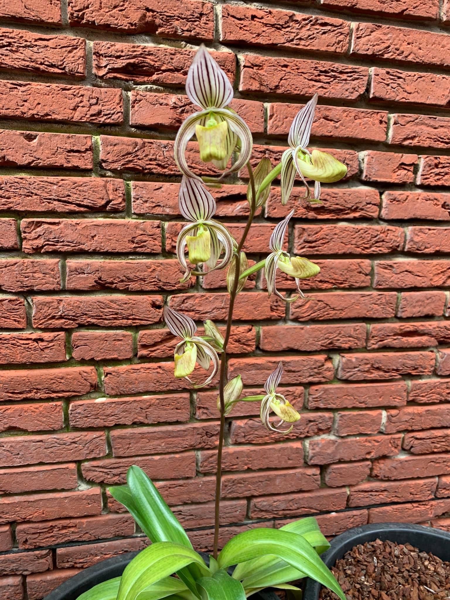 Paphiopedilum stonei x sib (''Red Pouch'' x' 'HOF Best'')