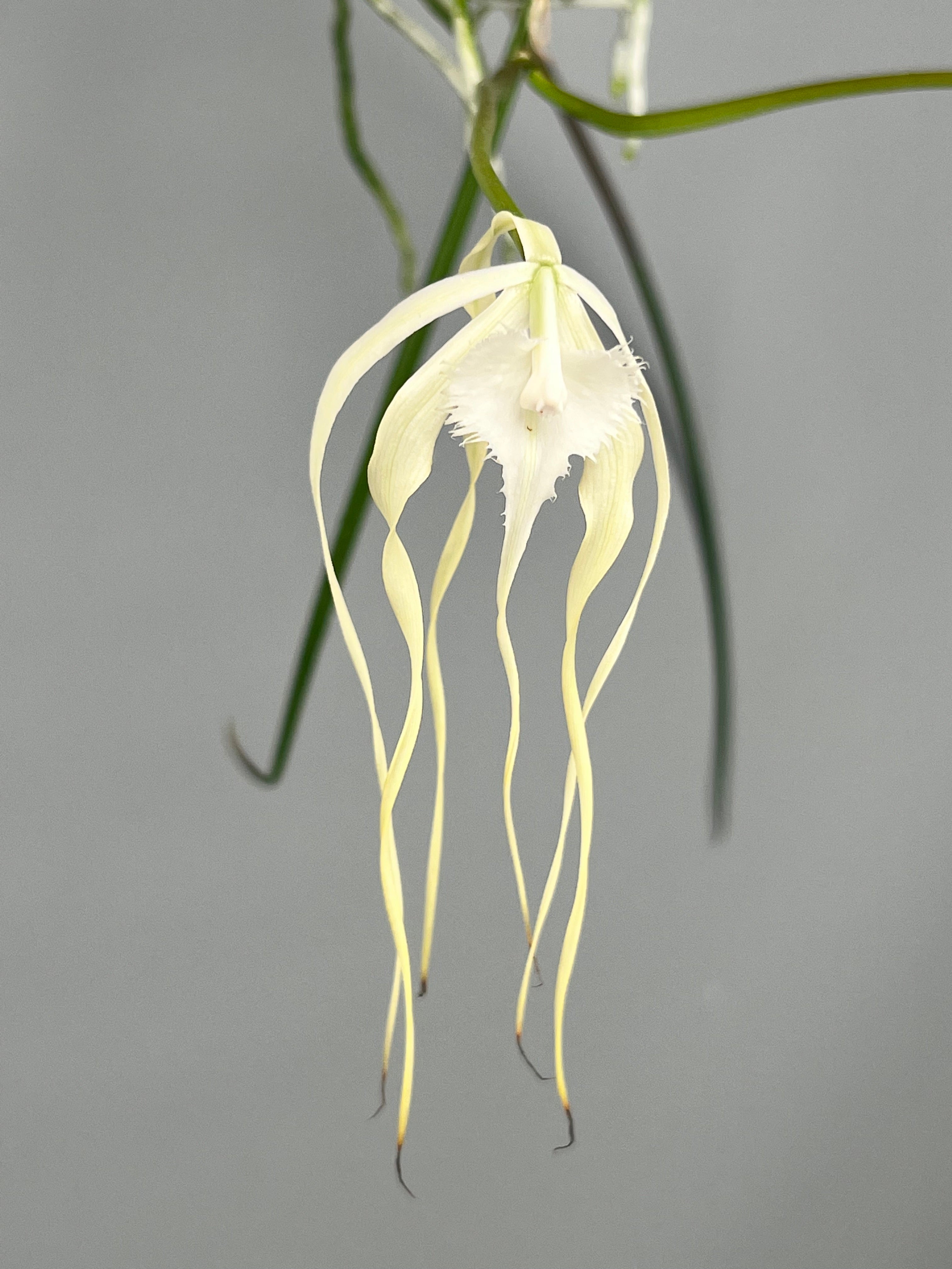 Brassavola cucullata