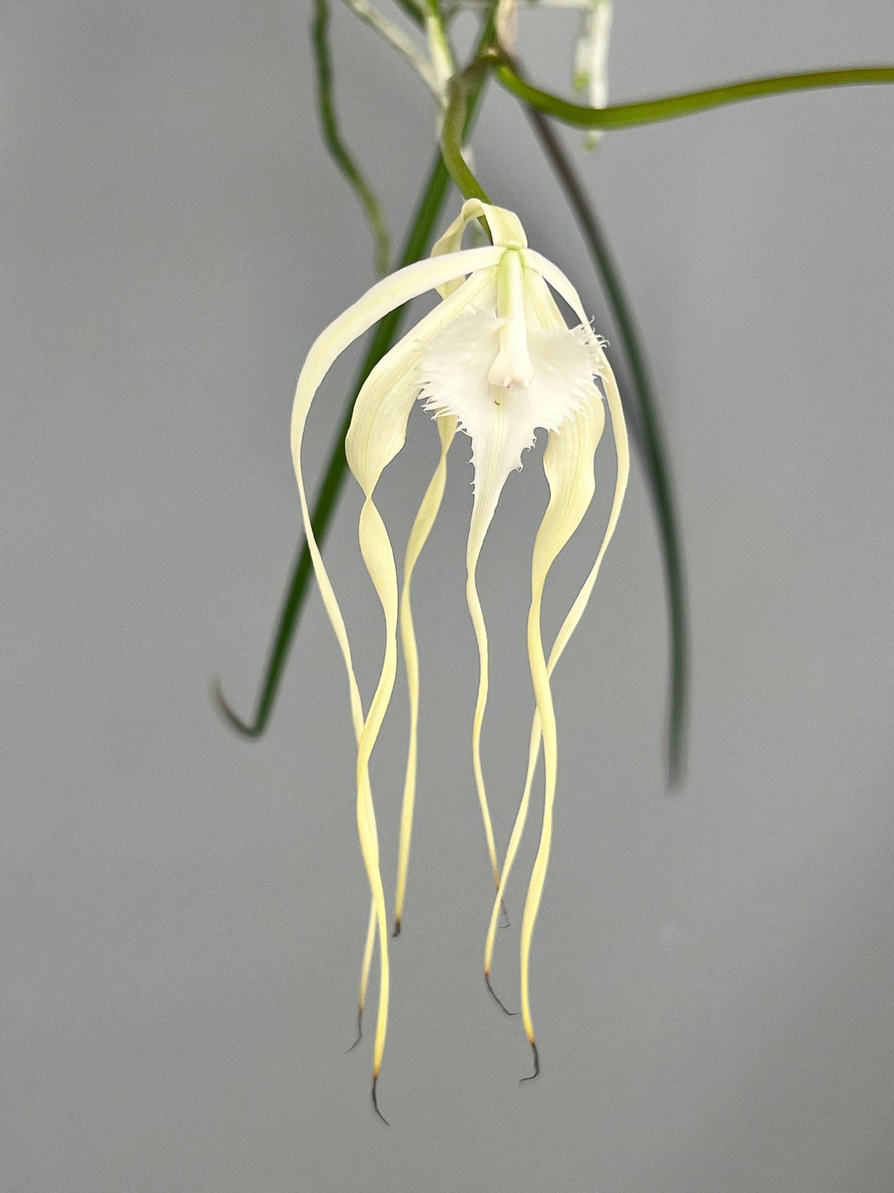 Brassavola Cucullata