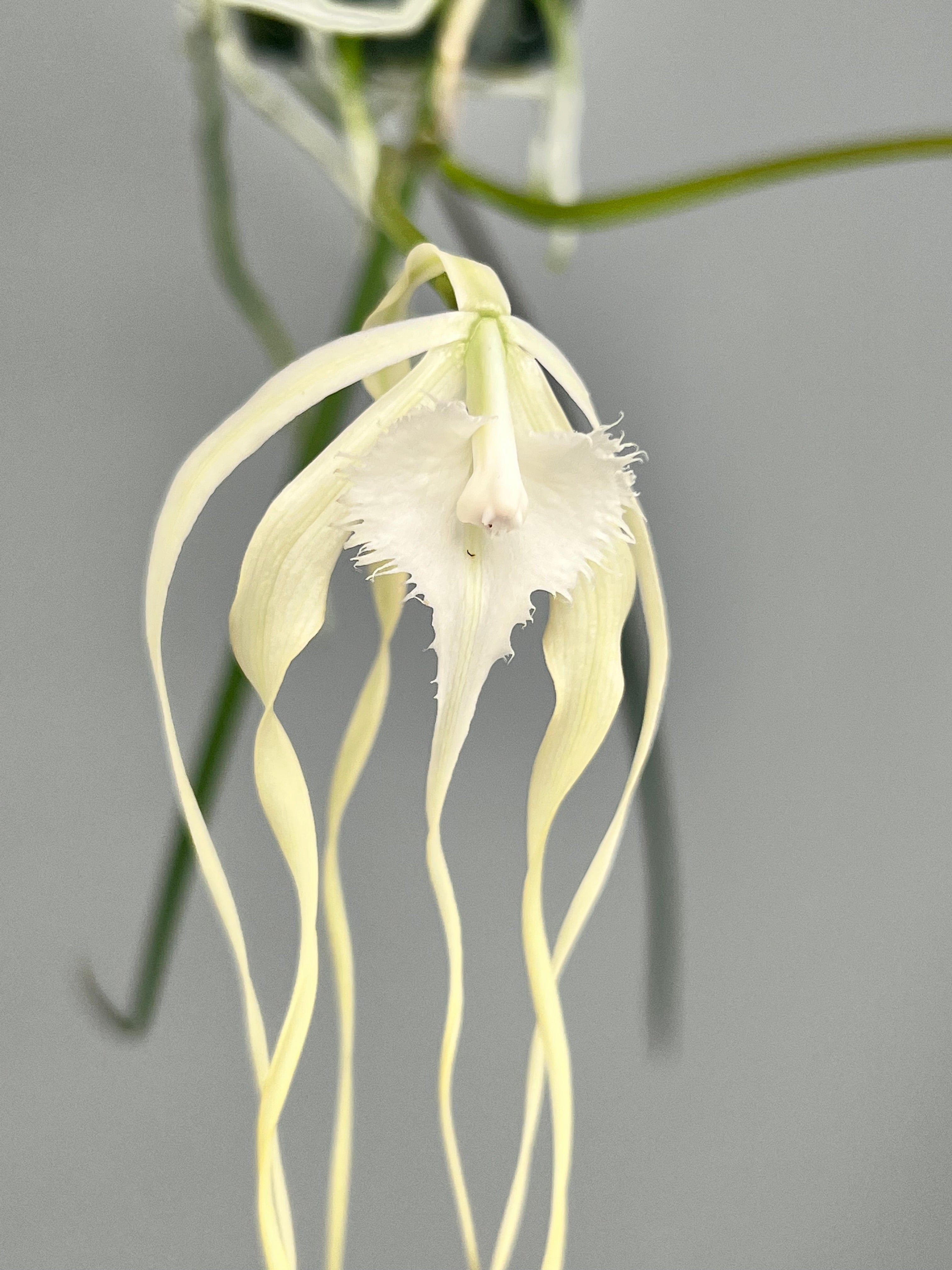 New　初夏ウララナチュラル38㎝のビッグフラワーリース Brassavola cucullata (XXL Big Plant )