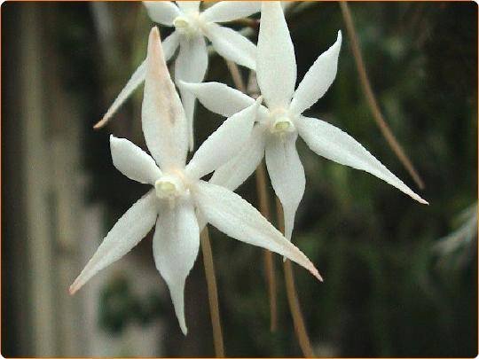 Aerangis kirkii “Big plant"