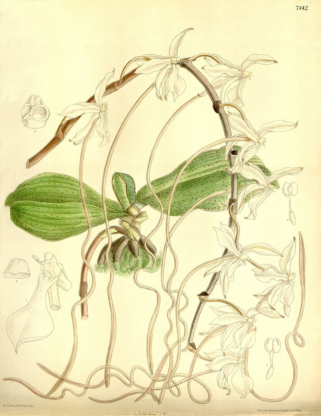 Aerangis kotschyana