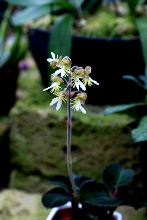 Jewel orchids