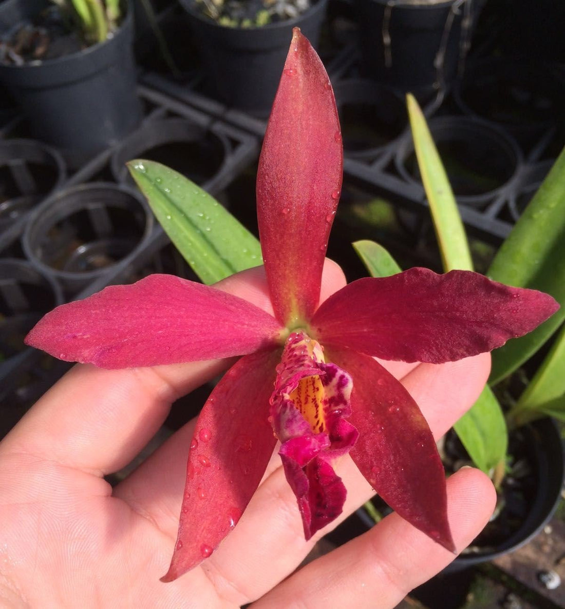Blc. Golden Tang 
