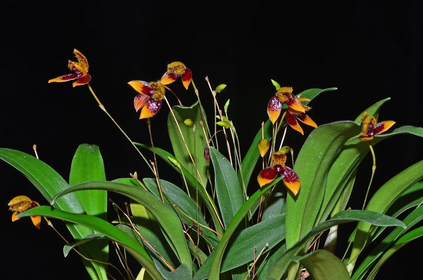 Bulbophyllum catenulatum