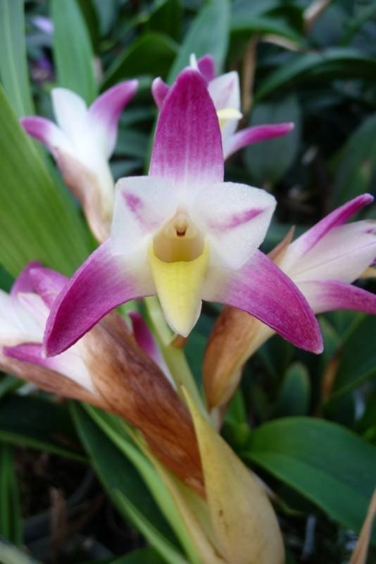 Coelia bella (syn. Bothriochilus bellus) 