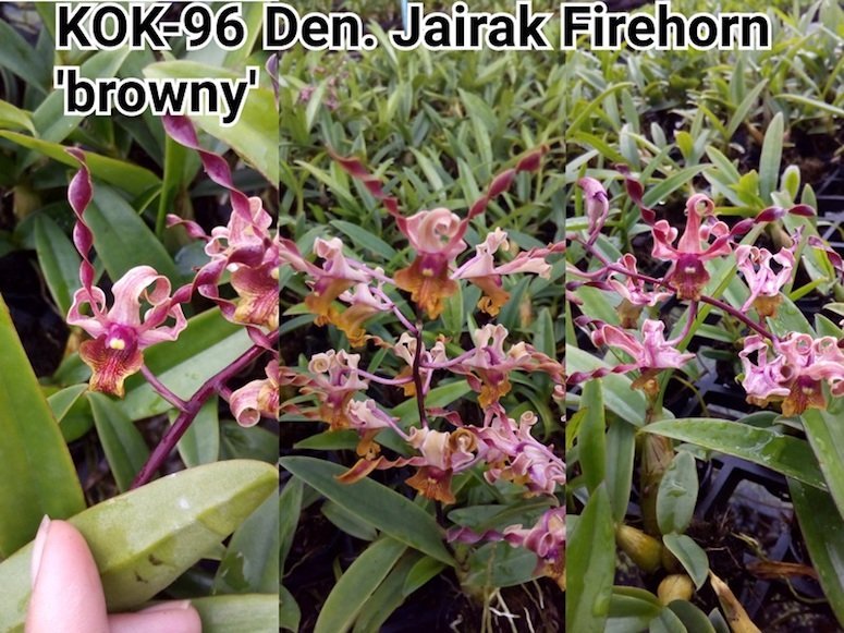 Dendrobium Jairak Firehorn "Browny"