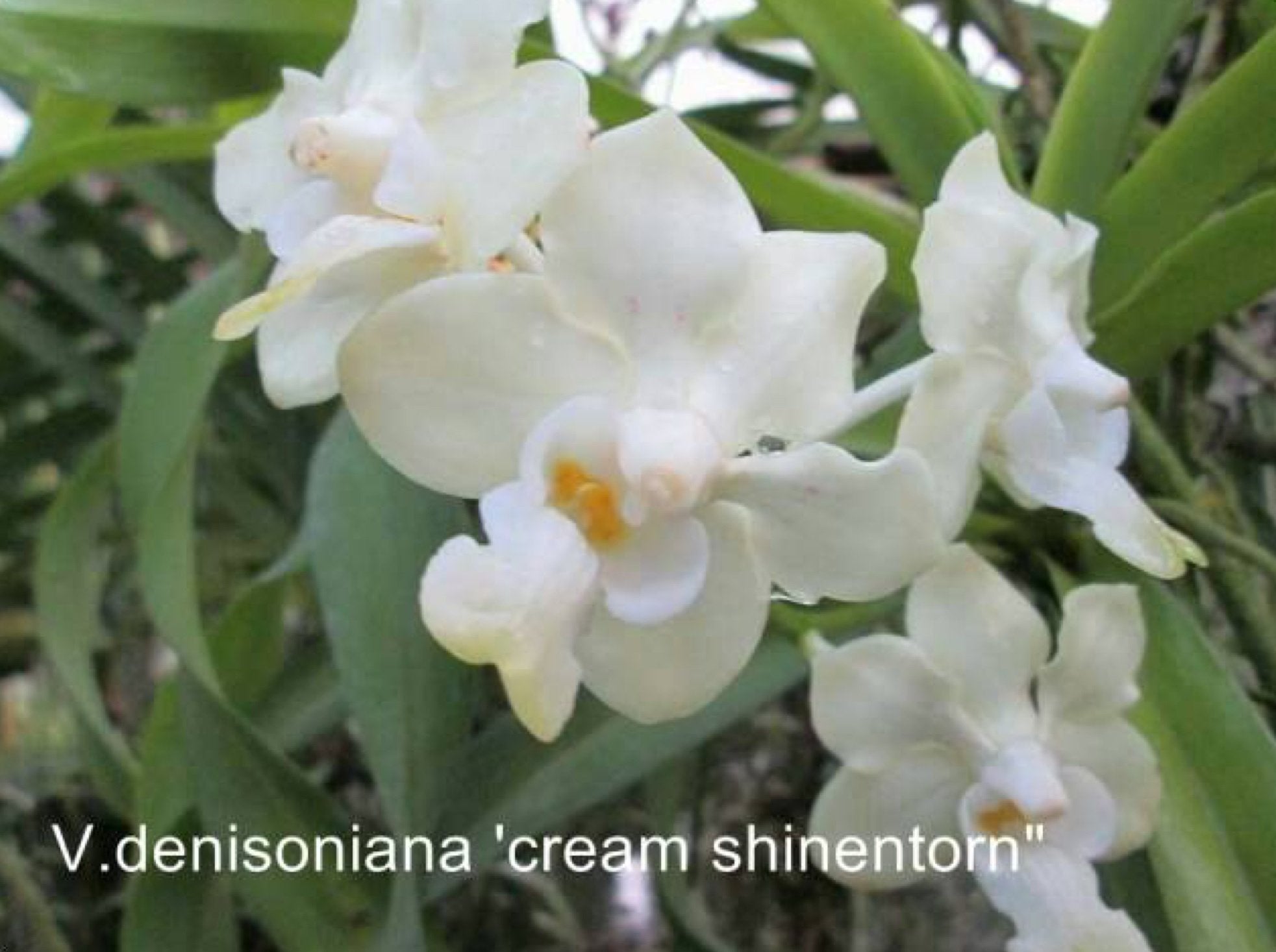 Vanda denisoniana "Cream Shinentorn" "Big"