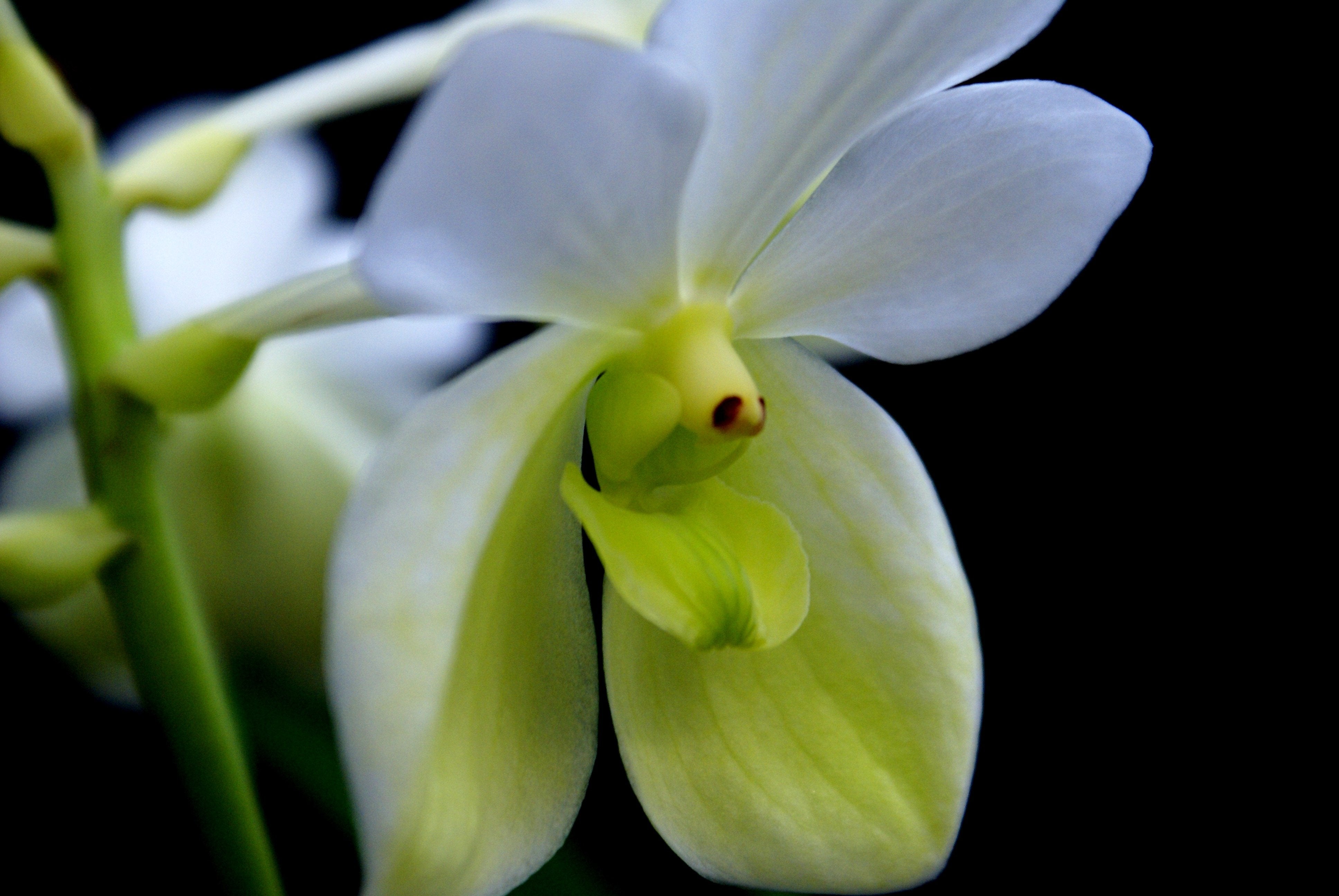 Vanda sanderiana var. alba