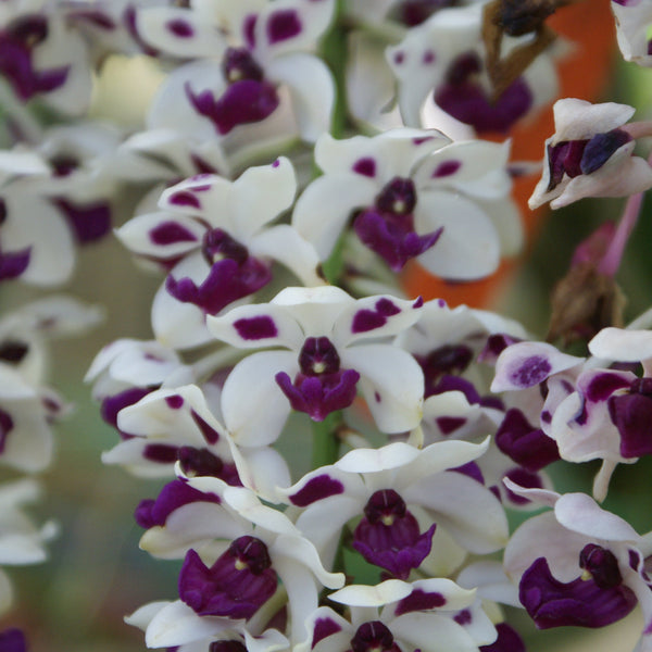 Le Orchidee Rhynchostylis Gigantea Fioriscono in Primavera Fotografia Le Orchidee Rhynchostylis Gigantea Fioriscono in Primavera Fotografia