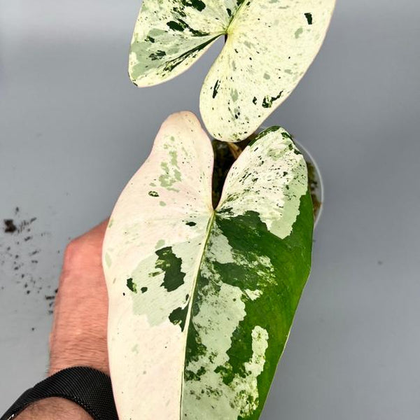 philodendron ilsemanii kaufen Philodendron ilsemanii (2 Leaves) Highly Variegated