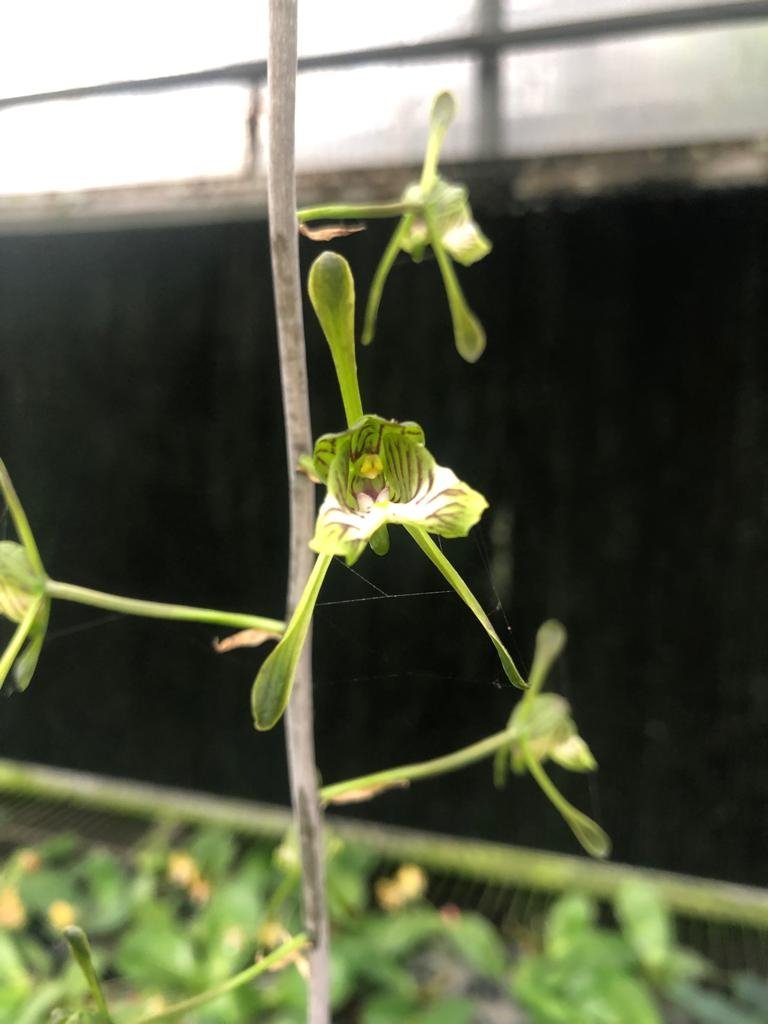 orchids snake plant Oeceoclades spathulifera (Snake Orchid) Big Plant