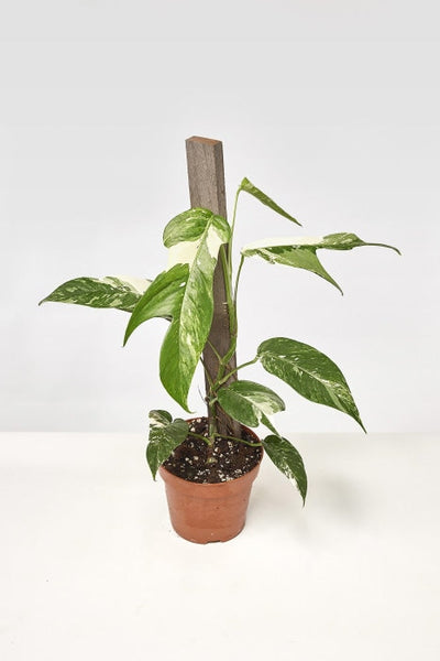 Epipremnum Pinnatum Albo Variegated Plant offers